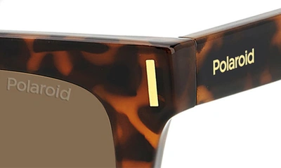 Shop Polaroid 54mm Polarized Cat Eye Sunglasses In Havana/ Bronze Polar