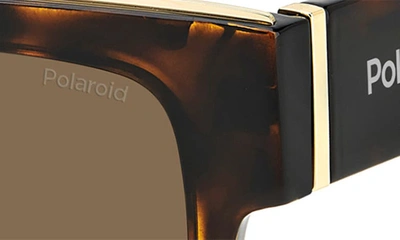 Shop Polaroid 52mm Polarized Square Sunglasses In Havana/ Bronze Polarized
