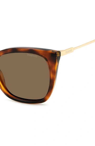 Shop Polaroid 52mm Polarized Cat Eye Sunglasses In Havana/ Bronze Polar