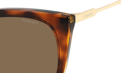 Shop Polaroid 52mm Polarized Cat Eye Sunglasses In Havana/ Bronze Polar