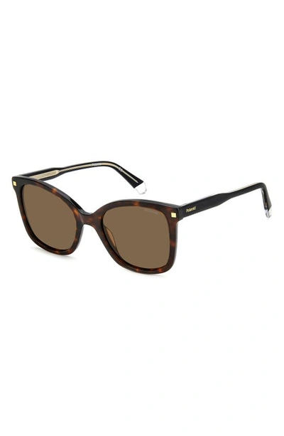Polaroid 53mm Polarized Square Sunglasses In Havana/ Bronze Polar