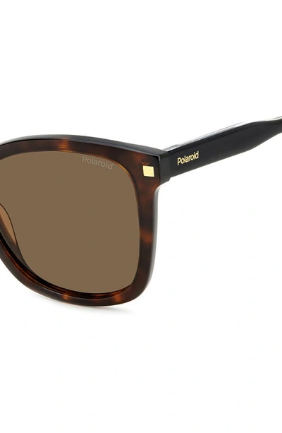 Polaroid 53mm Polarized Square Sunglasses In Havana/ Bronze Polar