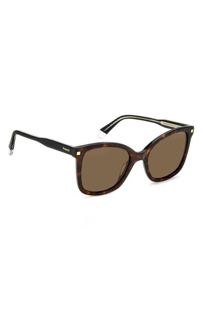 Polaroid 53mm Polarized Square Sunglasses In Havana/ Bronze Polar