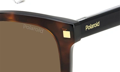 Shop Polaroid 53mm Polarized Square Sunglasses In Havana/ Bronze Polar