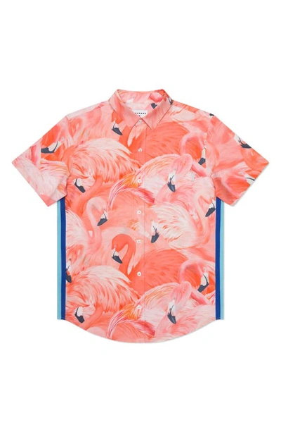 Shop Mavrans Tailored Fit Flamingo Print Waterproof Short Sleeve Performance Button-up Shirt In Pink