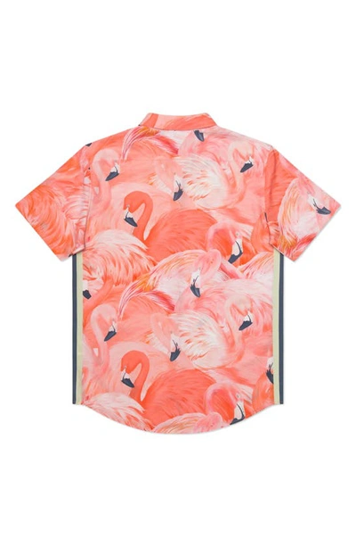 Shop Mavrans Tailored Fit Flamingo Print Waterproof Short Sleeve Performance Button-up Shirt In Pink