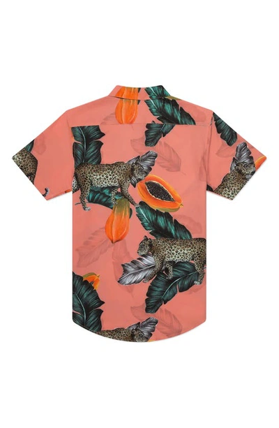 Shop Mavrans Tailored Fit Fruta Bomba Waterproof Short Sleeve Performance Button-up Shirt In Coral