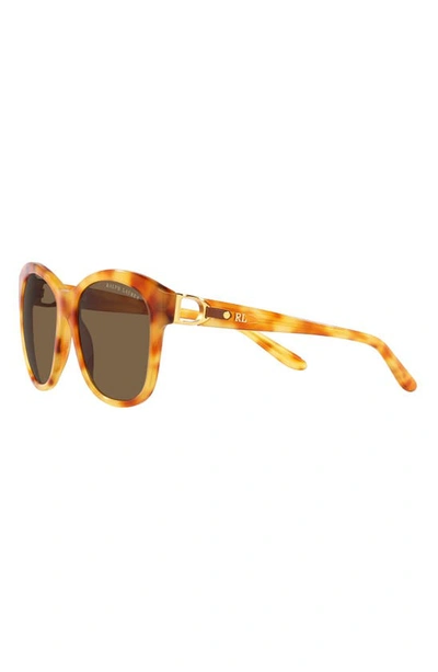 Shop Ralph Lauren 55mm Square Sunglasses In Lite Havana