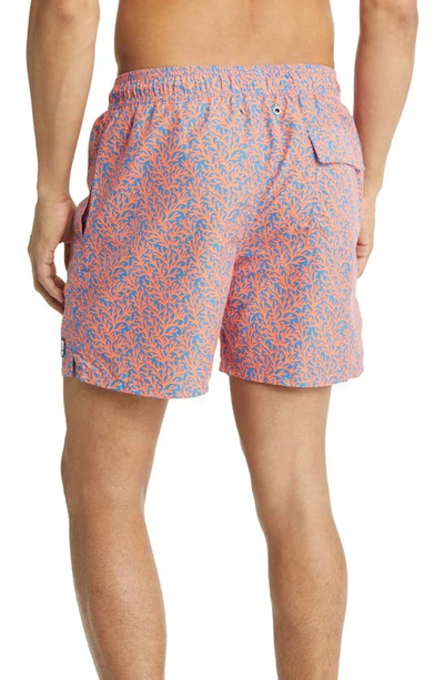 Shop Tom & Teddy Coral Print Swim Trunks In Mid Blue & Orange