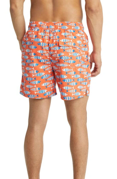 Tom & Teddy Fish Swim Trunks In Striped Orange