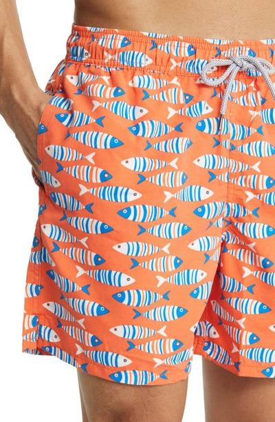 Shop Tom & Teddy Fish Swim Trunks In Striped Orange