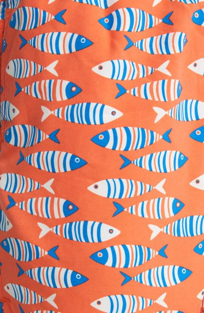 Shop Tom & Teddy Fish Swim Trunks In Striped Orange