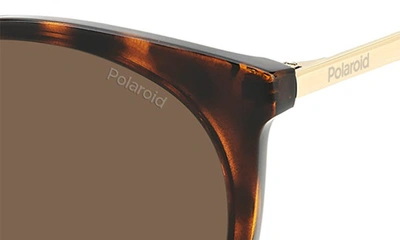 Shop Polaroid 53mm Polarized Round Sunglasses In Havana/ Bronze Polar