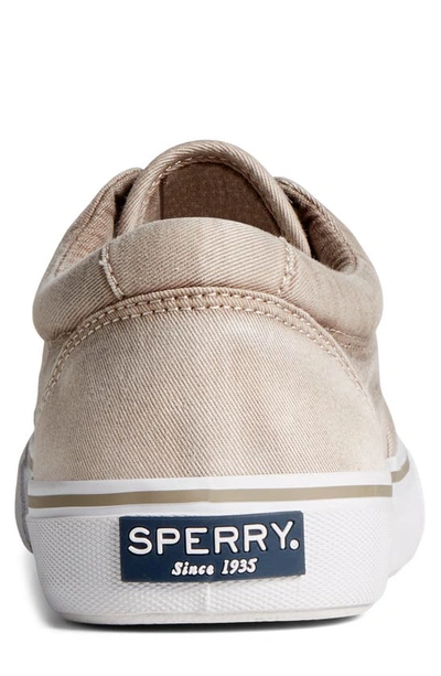 Shop Sperry Top-sider® Sperry Striper Ii Cvo Ombré Sneaker In Cement