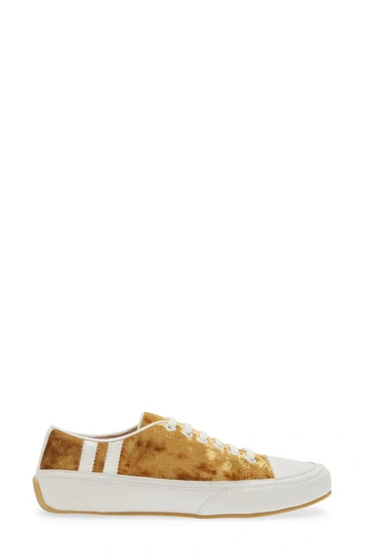 Shop Cecelia New York Rookie Sneaker In Gold Velvet