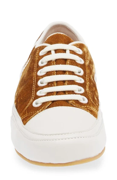 Shop Cecelia New York Rookie Sneaker In Gold Velvet
