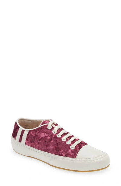 Shop Cecelia New York Rookie Sneaker In Wine Velvet