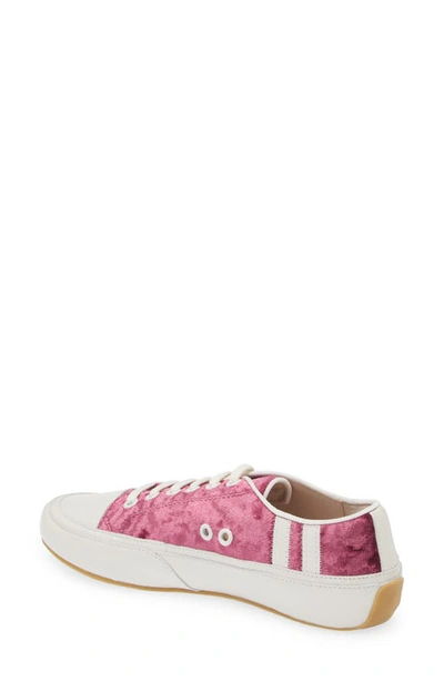 Shop Cecelia New York Rookie Sneaker In Wine Velvet