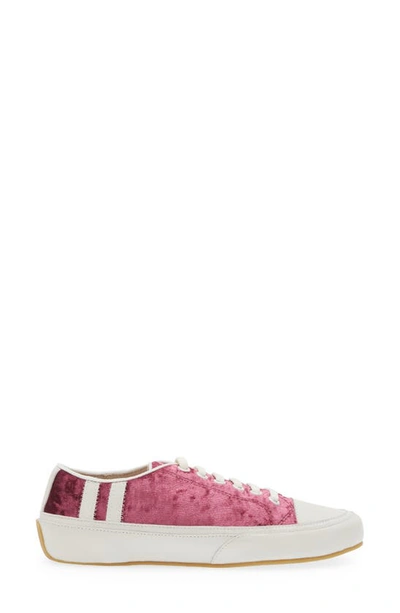 Shop Cecelia New York Rookie Sneaker In Wine Velvet