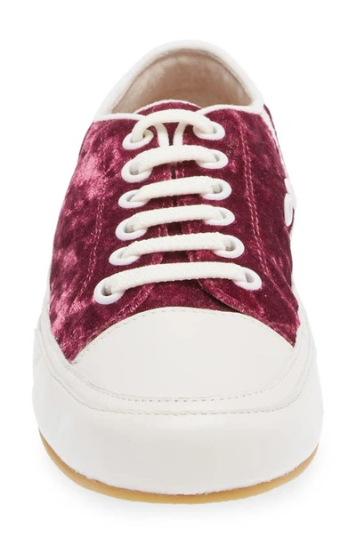 Shop Cecelia New York Rookie Sneaker In Wine Velvet