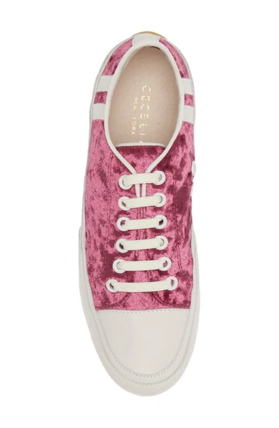 Shop Cecelia New York Rookie Sneaker In Wine Velvet