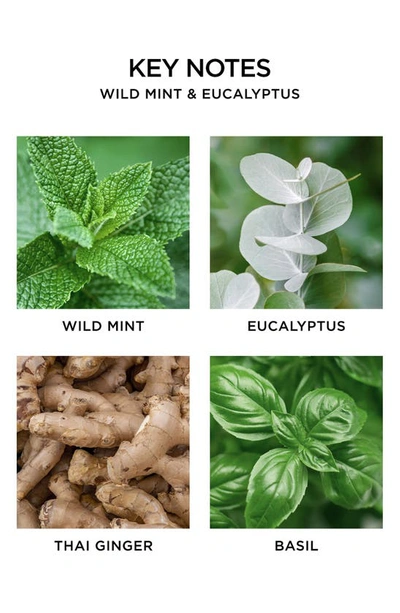 Nest New York Wild Mint & Eucalyptus Reed Diffuser