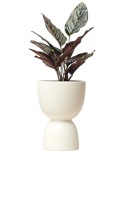 Franca Nyc Medium Stacked Planter In White