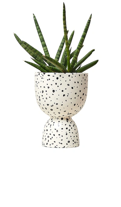 Franca Nyc Medium Stacked Planter In Black,white