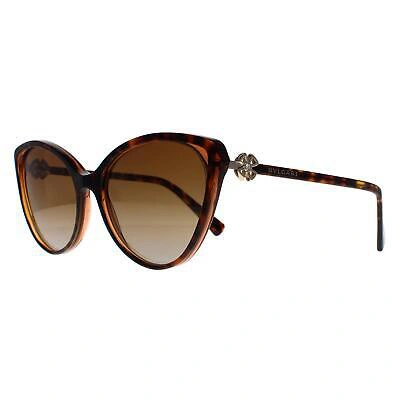 Pre-owned Bvlgari Sunglasses Bv8246b 5496t5 Havana Brown Transpar Brown Gradient Polarized