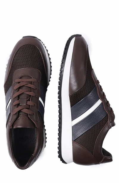 Shop Vellapais Carolina Side Stripe Sneaker In Dark Brown