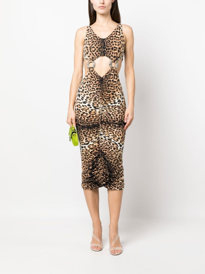 Shop Roberto Cavalli Leopard-print Cut-out Midi Dress In Neutrals