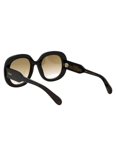 Shop Chloé Chloe Sunglasses In 002 Havana Havana Brown