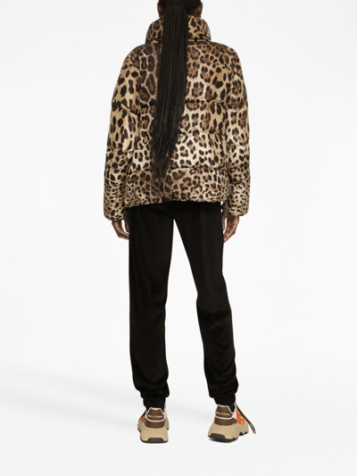 Dolce & Gabbana Leopard Print Stand Collar Puffer Jacket In Brown