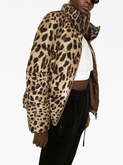 Dolce & Gabbana Leopard Print Stand Collar Puffer Jacket In Brown