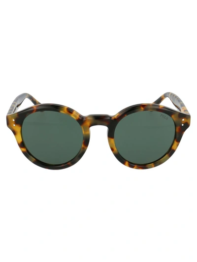 Shop Polo Ralph Lauren Sunglasses In 500471 Shiny Spotty Havana