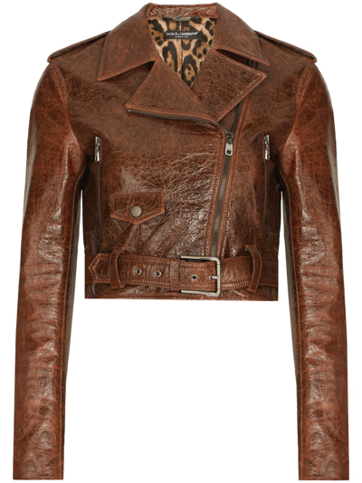 Shop Dolce & Gabbana Cropped Buckled Biker Jacket In Brown