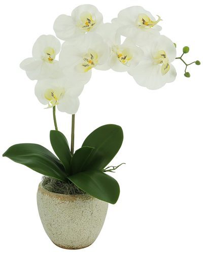 Shop Creative Displays White Orchid Arrangement In A Ceramic Vase
