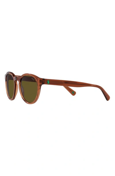 Shop Polo Ralph Lauren 51mm Round Sunglasses In Brown