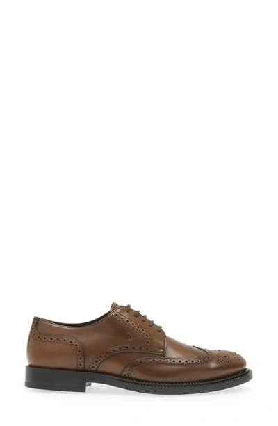 Shop Tod's Brogued Wingtip Derby In Cacao