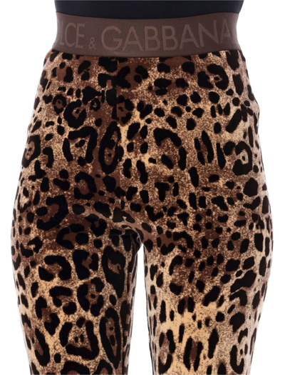 Dolce & Gabbana High Waist Leopard Print Cotton Blend Leggings In Leo