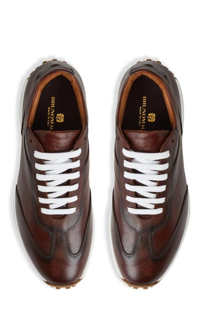 Shop Bruno Magli Duccio Sneaker In Rust