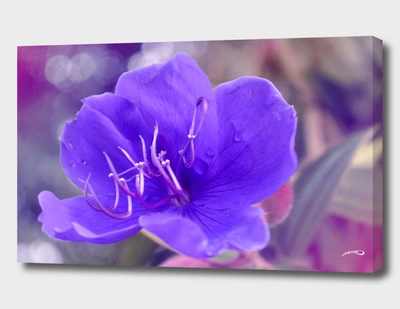Curioos Melancholy Violet By #bizzartino