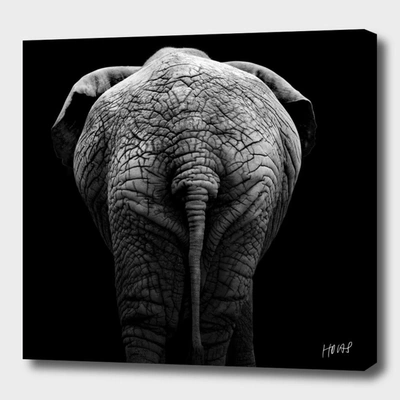 Curioos Elephant In Black And White