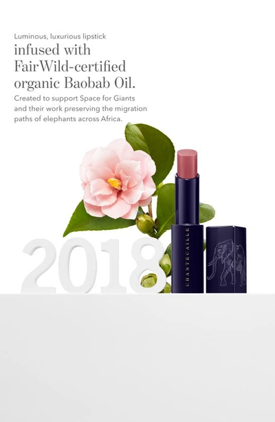 Shop Chantecaille Lip Veil Lipstick In Wild Begonia