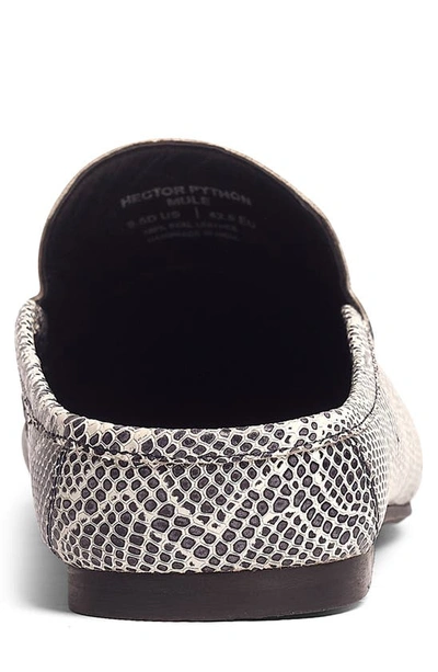 Carlos Santana Hector Snake Embossed Leather Mule In White/ Black
