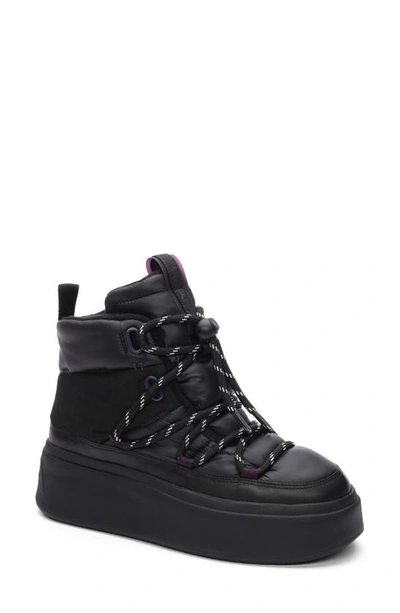 Shop Ash Montana Platform Sneaker In Black/ Plum
