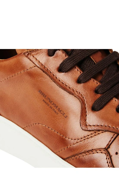 Shop Bruno Magli Dezi Leather Sneaker In Cognac