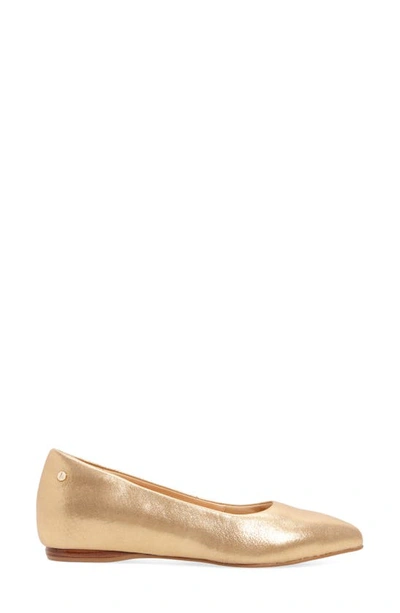 Shop Frankie4 Poppy Pointed Toe Flat In Gold Starry