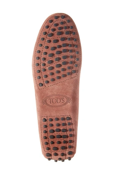 Shop Tod's Gommini Driving Shoe In Light Cooked Brown