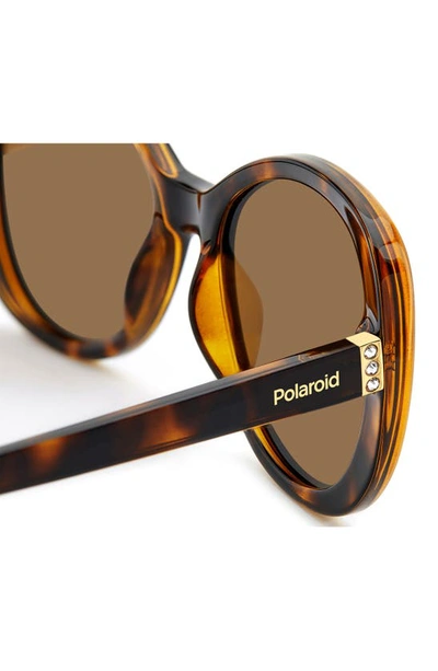 Shop Polaroid 55mm Polarized Round Sunglasses In Havana/ Bronze Polarized